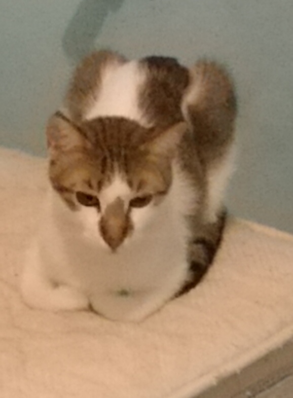 Foto di Groucho accovacciato sul letto