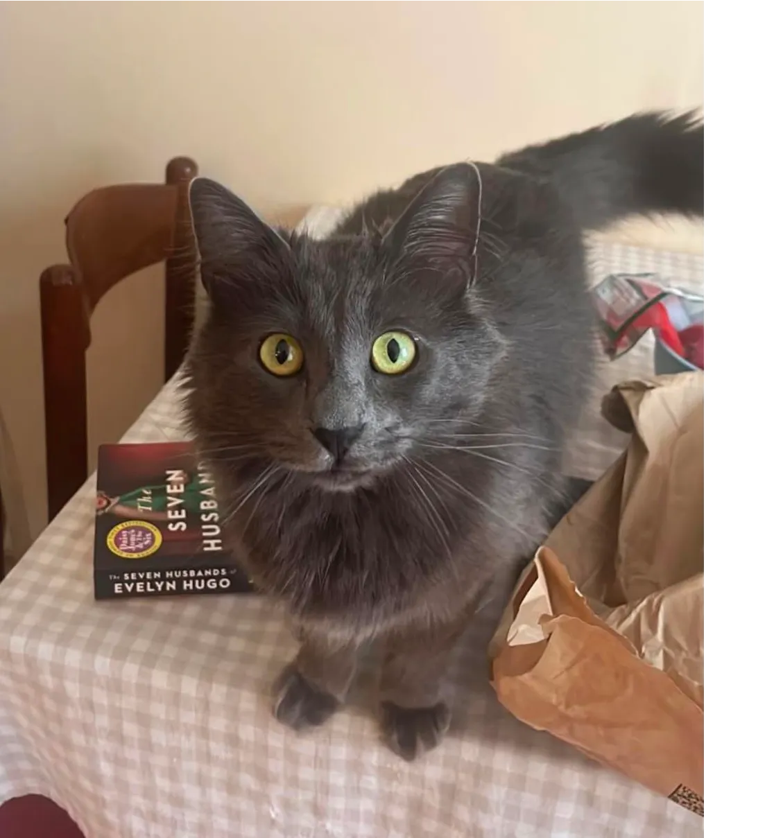 Diego gatto smarrito foto 1